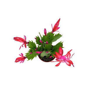 Christmas Cactus, 2.5in, Zygo, Assorted - Floral Acres Greenhouse & Garden Centre