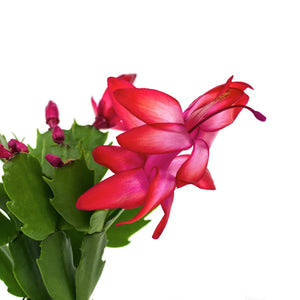 Christmas Cactus, 2.5in, Zygo, Assorted - Floral Acres Greenhouse & Garden Centre