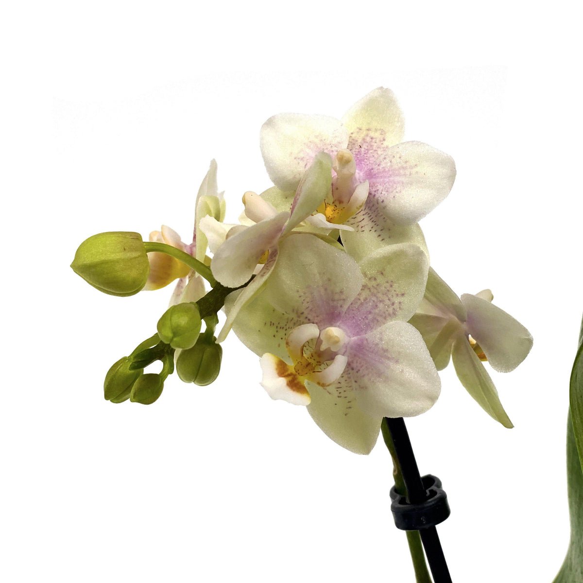 Orchid, 2.5in, Ceramic Pot - Floral Acres Greenhouse & Garden Centre