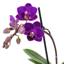 Load image into Gallery viewer, Orchid, 2.5in, Ceramic Pot - Floral Acres Greenhouse &amp; Garden Centre
