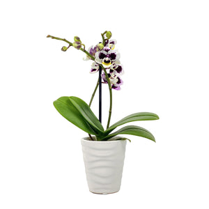 Orchid, 2.5in, Ceramic Pot - Floral Acres Greenhouse & Garden Centre