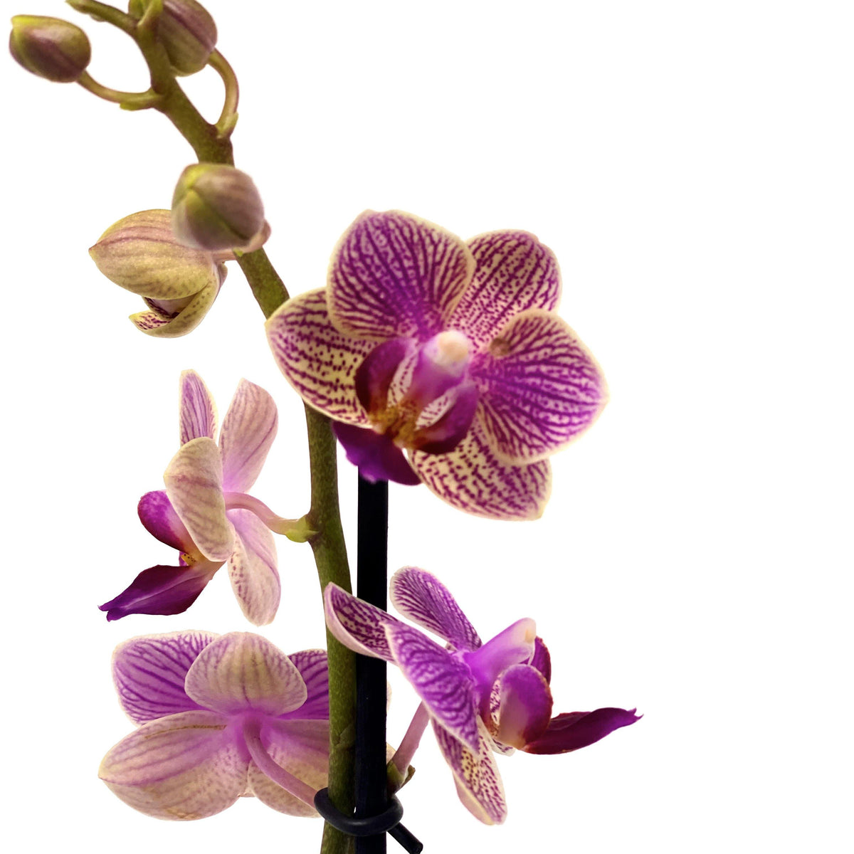Orchid, 2.5in, Ceramic Pot - Floral Acres Greenhouse & Garden Centre
