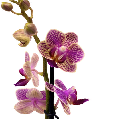 Orchid, 2.5in, Ceramic Pot - Floral Acres Greenhouse & Garden Centre