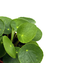 Load image into Gallery viewer, Pilea, 2.5in, Peperomioides - Floral Acres Greenhouse &amp; Garden Centre
