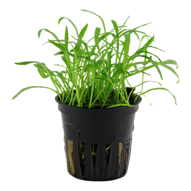 Lilaeopsis Brasiliensis, Packaged Pot - Floral Acres Greenhouse & Garden Centre