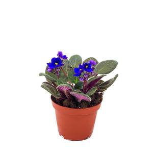 African Violet, 4in - Floral Acres Greenhouse & Garden Centre