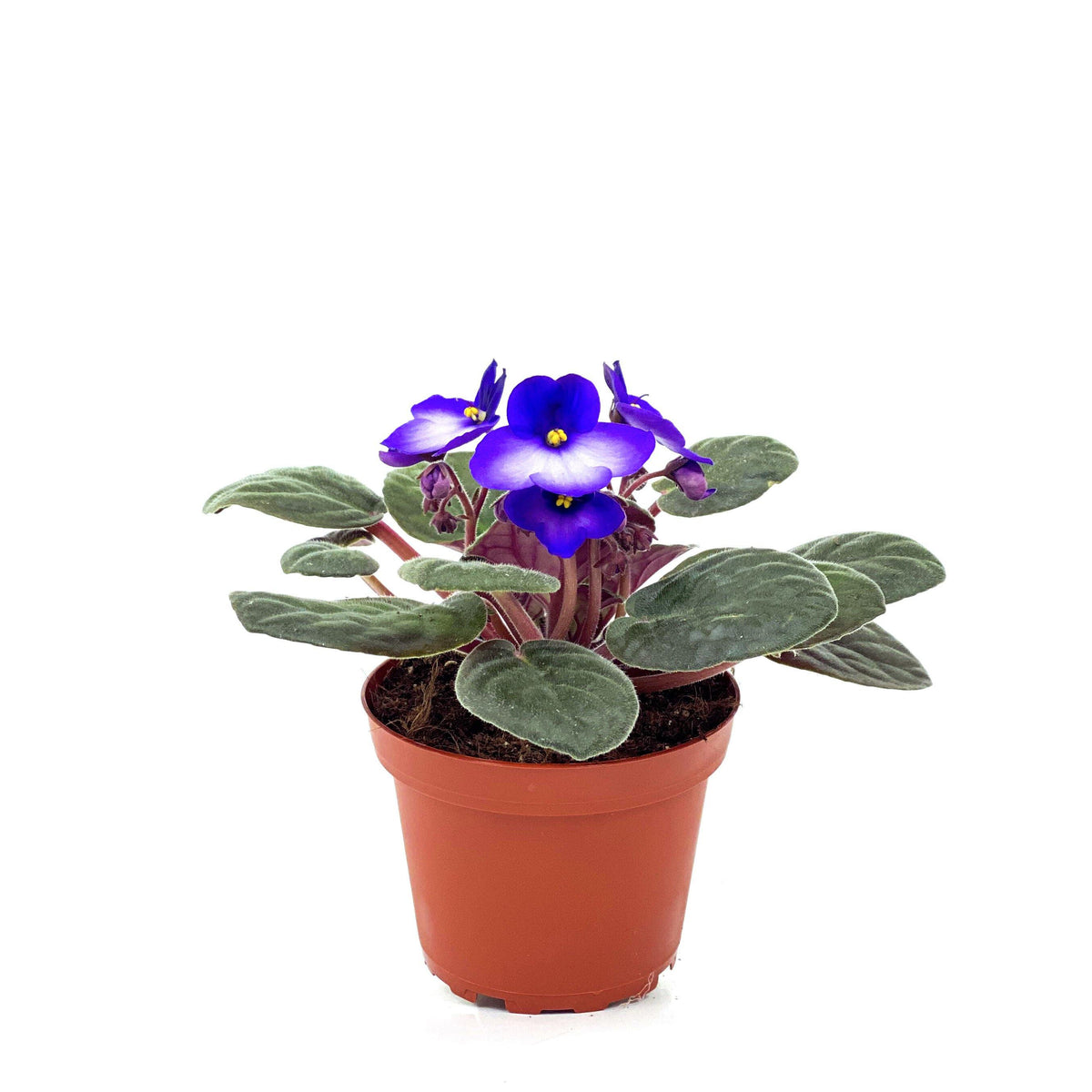 African Violet, 4in - Floral Acres Greenhouse & Garden Centre