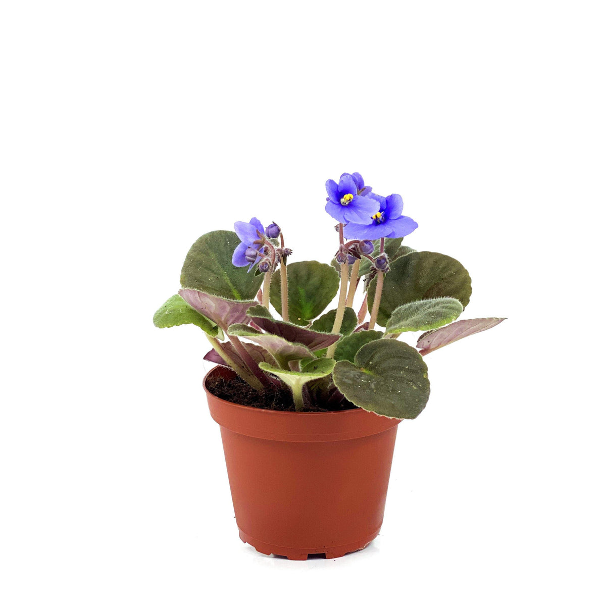 African Violet, 4in - Floral Acres Greenhouse & Garden Centre