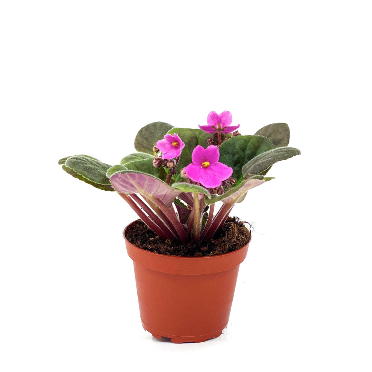 African Violet, 4in - Floral Acres Greenhouse & Garden Centre
