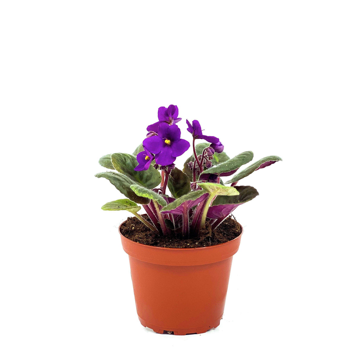 African Violet, 4in - Floral Acres Greenhouse & Garden Centre