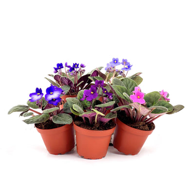 African Violet, 4in - Floral Acres Greenhouse & Garden Centre