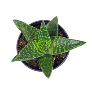 Aloe, 4in, Tiki Zilla - Floral Acres Greenhouse & Garden Centre