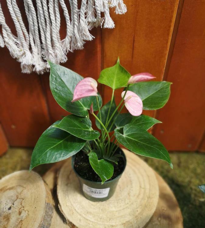 Anthurium, 4in, Pink Champion - Floral Acres Greenhouse & Garden Centre