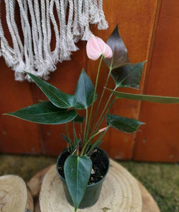 Anthurium, 4in, Rainbow Champion - Floral Acres Greenhouse & Garden Centre