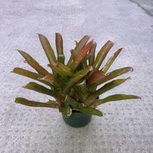 Load image into Gallery viewer, Bromeliad, 4in, Fireball - Floral Acres Greenhouse &amp; Garden Centre
