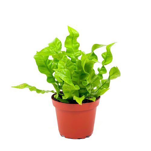 Fern, 4in, Crispy Wave - Floral Acres Greenhouse & Garden Centre