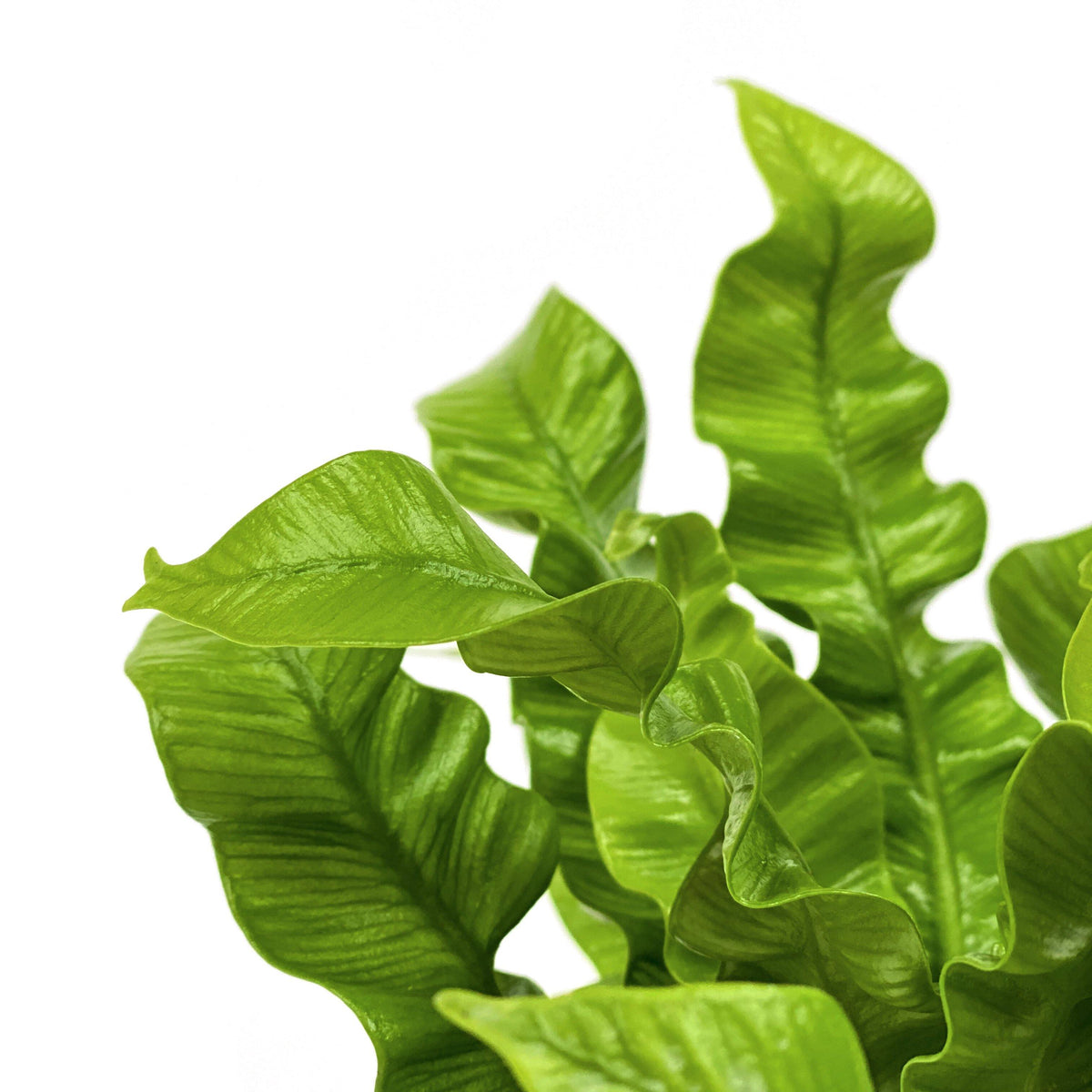 Fern, 4in, Crispy Wave - Floral Acres Greenhouse & Garden Centre