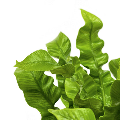 Fern, 4in, Crispy Wave - Floral Acres Greenhouse & Garden Centre
