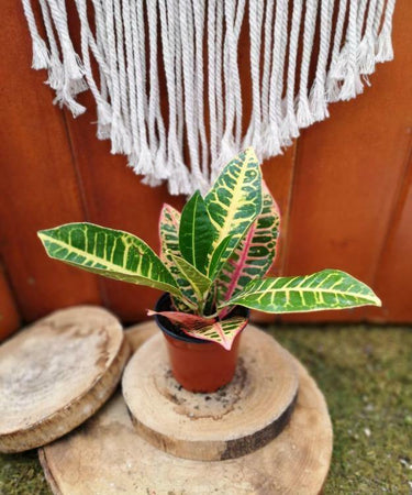 Croton, 4in, Petra - Floral Acres Greenhouse & Garden Centre