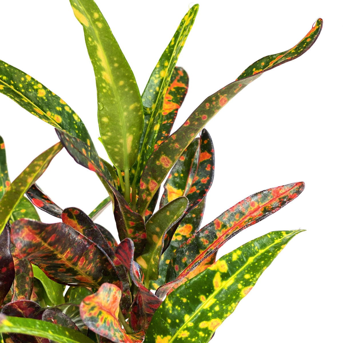 Croton, 4in, Batik Red - Floral Acres Greenhouse & Garden Centre
