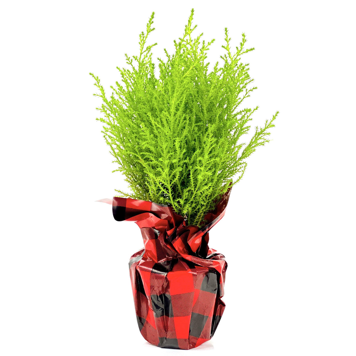 Cupressus, 4in, Goldcrest Wilma w/ Mylar - Floral Acres Greenhouse & Garden Centre
