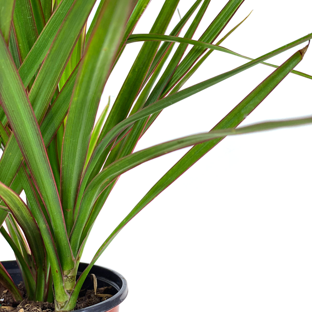 Dracaena, 4in, Bicolor Tip - Floral Acres Greenhouse & Garden Centre