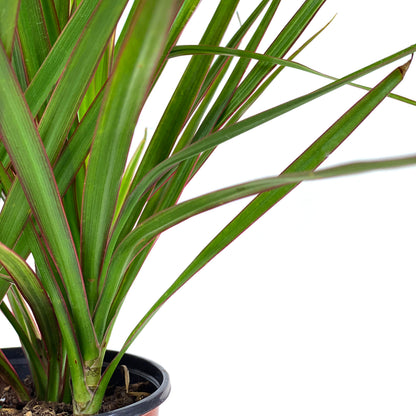 Dracaena, 4in, Bicolor Tip - Floral Acres Greenhouse & Garden Centre