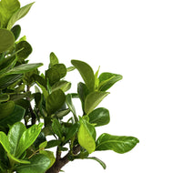 Gardenia, 6in, Dwarf - Floral Acres Greenhouse & Garden Centre