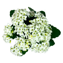 Load image into Gallery viewer, Kalanchoe, 4in, White - Floral Acres Greenhouse &amp; Garden Centre
