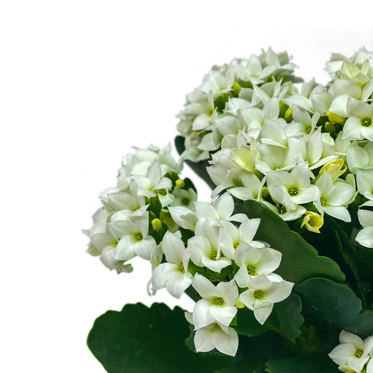 Kalanchoe, 4in, White - Floral Acres Greenhouse & Garden Centre