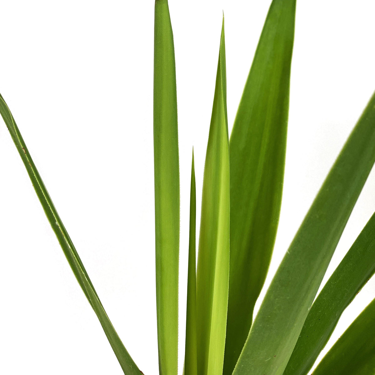 Yucca, 4in, Tips - Floral Acres Greenhouse & Garden Centre