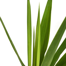 Load image into Gallery viewer, Yucca, 4in, Tips - Floral Acres Greenhouse &amp; Garden Centre
