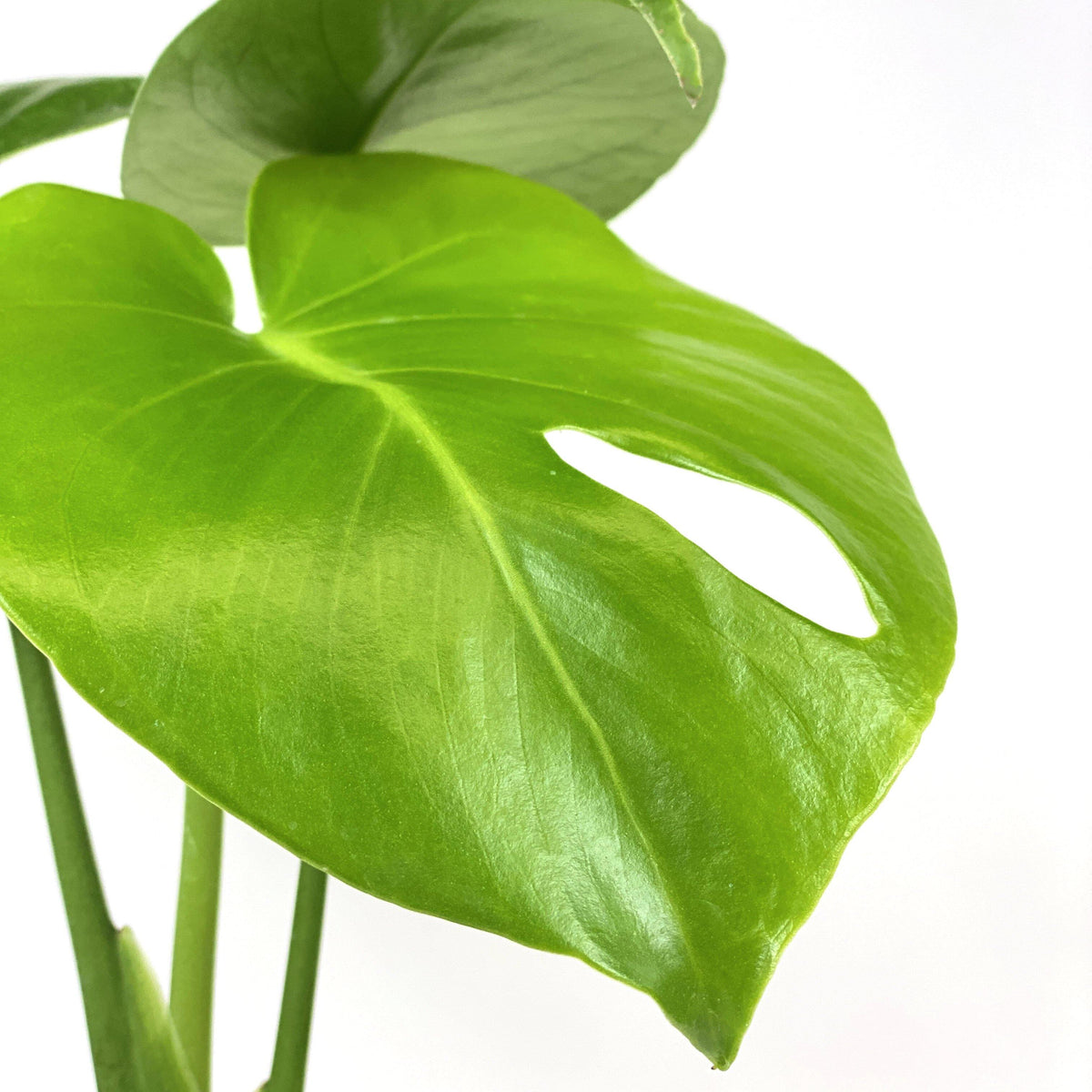 Monstera, 4in, Deliciosa - Floral Acres Greenhouse & Garden Centre
