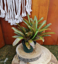 Load image into Gallery viewer, Bromeliad, 6in, Fireball - Floral Acres Greenhouse &amp; Garden Centre
