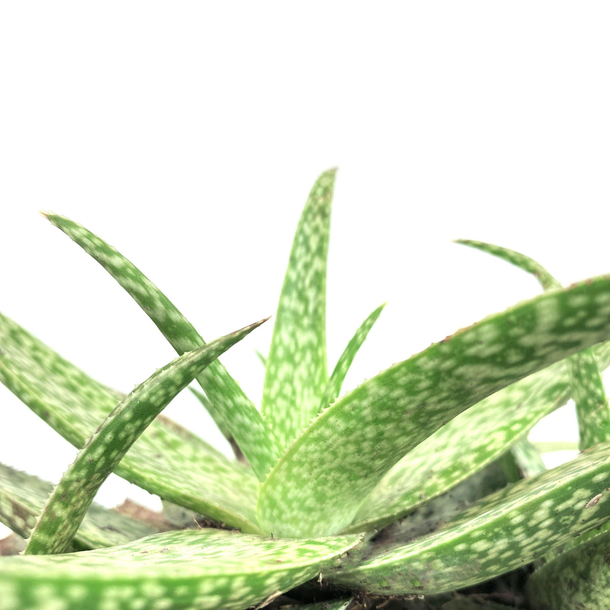 Aloe Vera, 6in, White Beauty - Floral Acres Greenhouse & Garden Centre
