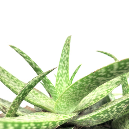 Aloe Vera, 6in, White Beauty - Floral Acres Greenhouse & Garden Centre