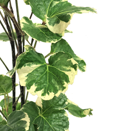 Aralia, 6in, Aralia Balfour Variegated - Floral Acres Greenhouse & Garden Centre