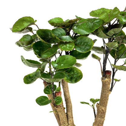Aralia, 6in, Fabian Stump - Floral Acres Greenhouse & Garden Centre