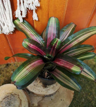Load image into Gallery viewer, Bromeliad, 6in, Pimiento - Floral Acres Greenhouse &amp; Garden Centre
