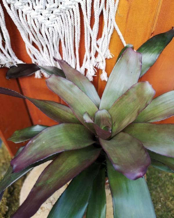 Bromeliad, 6in, Voodoo Doll - Floral Acres Greenhouse & Garden Centre