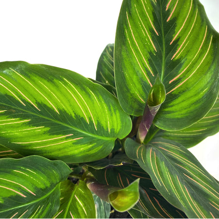 Calathea, 6in, Beauty Star - Floral Acres Greenhouse & Garden Centre