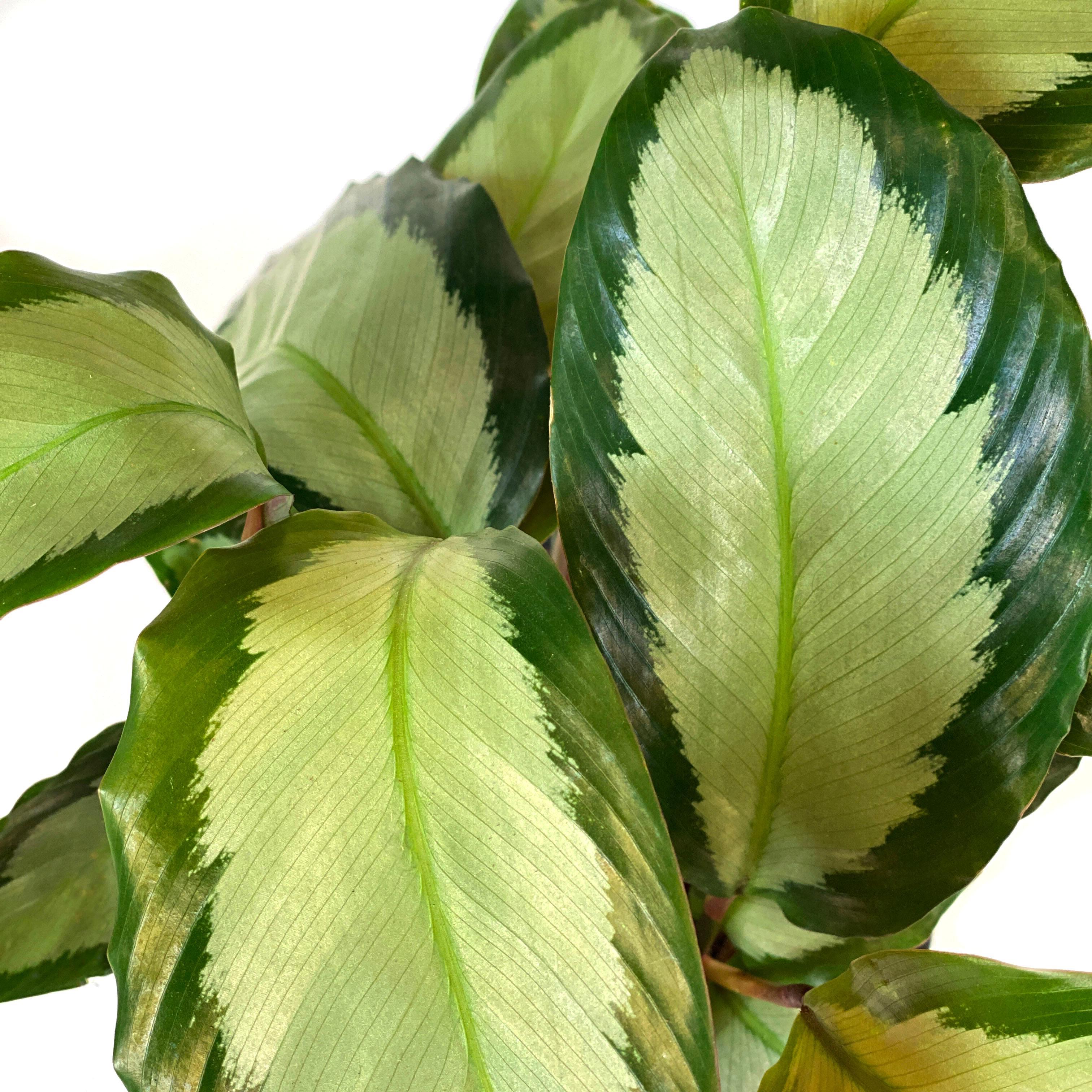 Calathea, 6in, Royal Standard – Floral Acres Greenhouse & Garden Centre