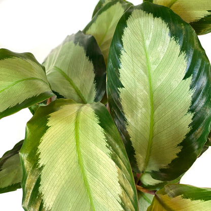 Calathea, 6in, Royal Standard - Floral Acres Greenhouse & Garden Centre