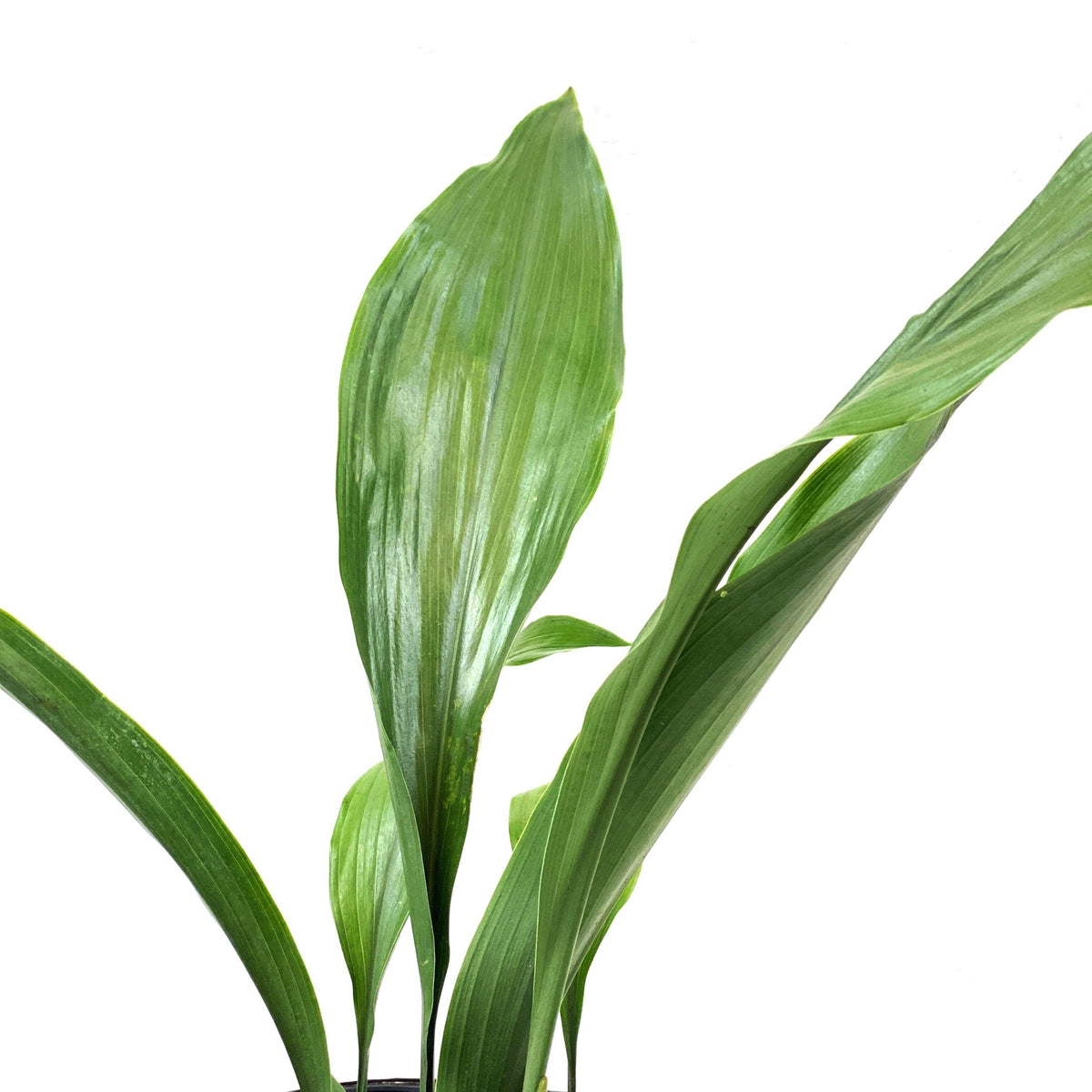 Aspidistra, 6in, Cast Iron - Floral Acres Greenhouse & Garden Centre