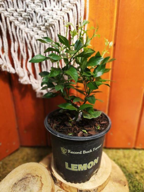 Lemon, 6in, Eureka Bush - Floral Acres Greenhouse & Garden Centre