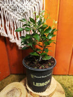 Lemon, 6in, Eureka Bush - Floral Acres Greenhouse & Garden Centre