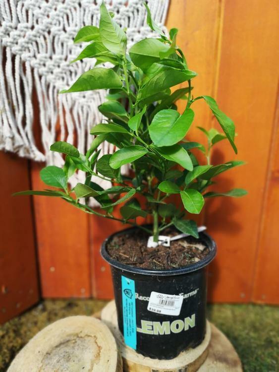 Lemon, 6in, Ponderosa Bush - Floral Acres Greenhouse & Garden Centre