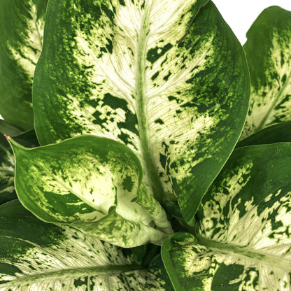 Dieffenbachia, 6in, Snow - Floral Acres Greenhouse & Garden Centre