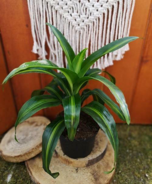 Dracaena, 6in, Hawaiian Sunshine - Floral Acres Greenhouse & Garden Centre