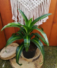 Load image into Gallery viewer, Dracaena, 6in, Hawaiian Sunshine - Floral Acres Greenhouse &amp; Garden Centre
